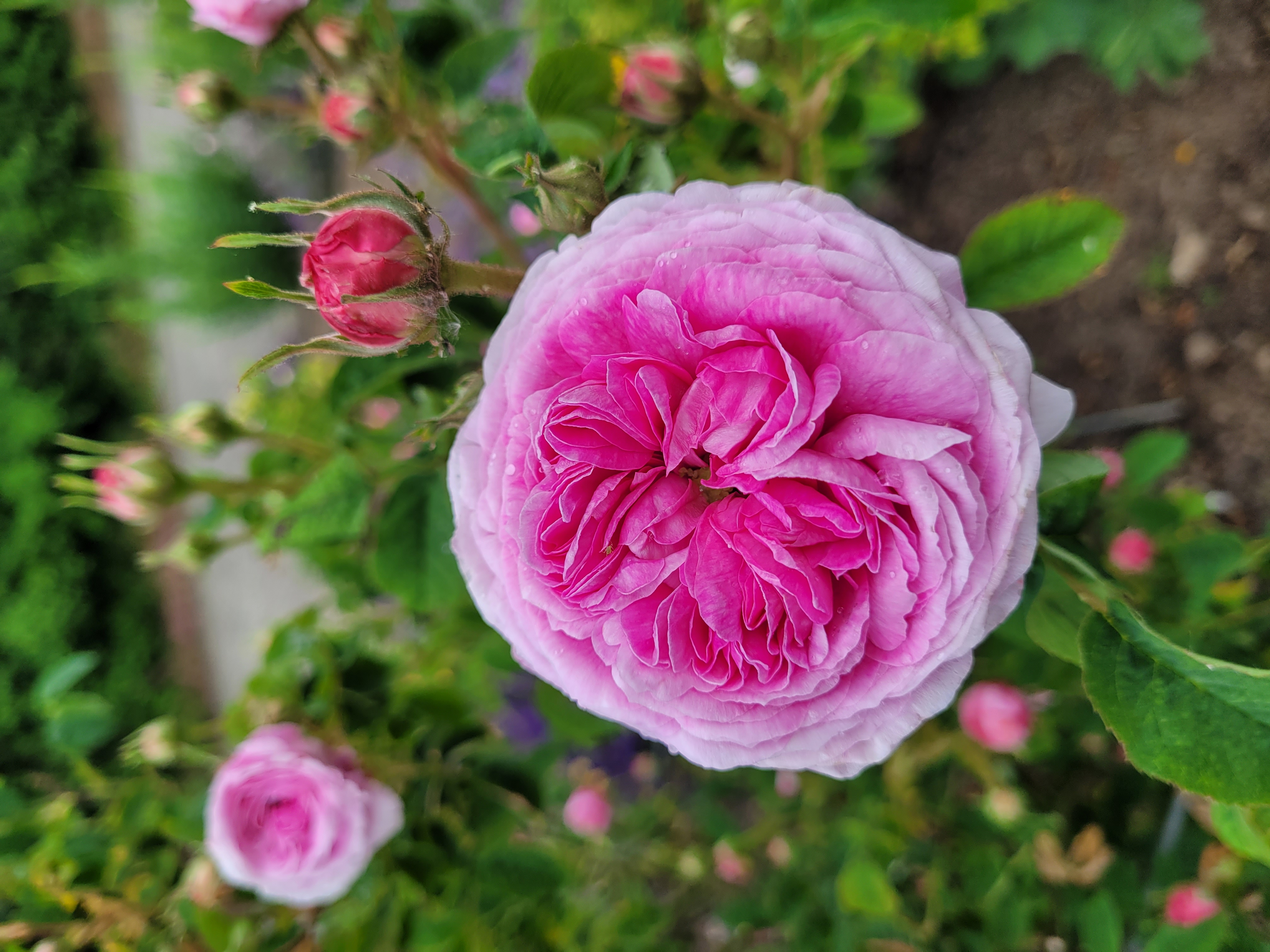 Rosa gallica 'Maitre d Ecole' (2).jpg